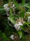 Acokanthera oblongifolia