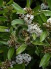 Acokanthera oblongifolia