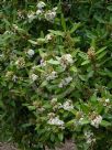 Acokanthera oblongifolia