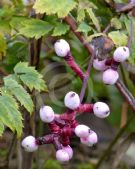 Actaea pachypoda