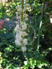 Actaea racemosa