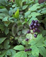 Actaea spicata