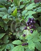 Actaea spicata