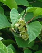 Actinidia arguta