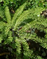 Adiantum pedatum