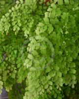 Adiantum raddianum