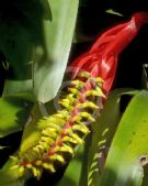 Aechmea nudicaulis