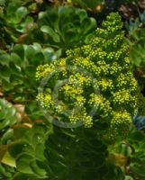 Aeonium arboreum