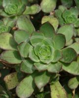 Aeonium haworthii