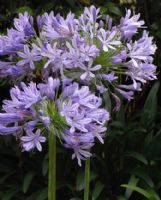 Agapanthus praecox