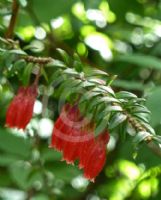 Agapetes serpens