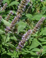 Agastache foeniculum