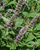 Agastache foeniculum