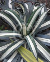 Agave americana Mediopicta Alba