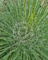 Agave geminiflora