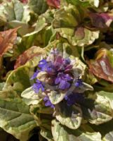 Ajuga reptans Burgundy Glow