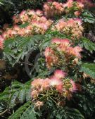 Albizia julibrissin