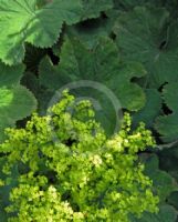 Alchemilla mollis