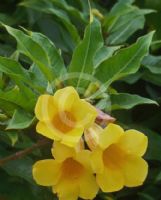 Allamanda schottii