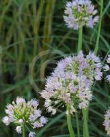 Allium lusitanicum