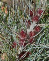 Allocasuarina grampiana