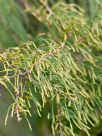 Allocasuarina humilis