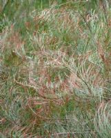 Allocasuarina nana