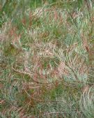 Allocasuarina nana