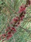 Allocasuarina nana