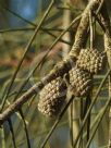 Casuarina obesa