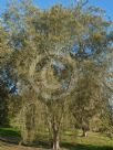 Casuarina obesa