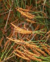 Allocasuarina paludosa