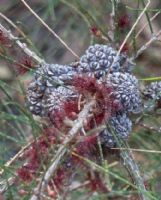 Allocasuarina pusilla