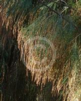 Allocasuarina torulosa