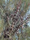 Allocasuarina verticillata