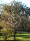 Allocasuarina verticillata