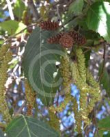 Alnus acuminata