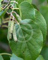 Alnus cordata