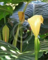 Alocasia brisbanensis