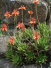 Aloe brevifolia