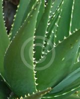 Aloe comptonii