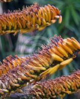 Aloe marlothii