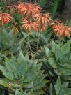 Aloe perfoliata