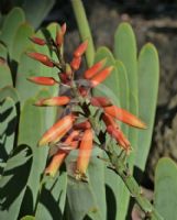 Aloe plicatilis