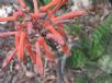 Aloe maculata
