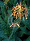 Aloe maculata