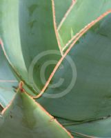 Aloe striata