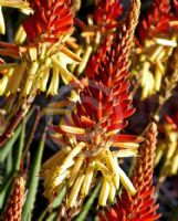 Aloe cryptopoda