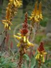 Aloe cryptopoda