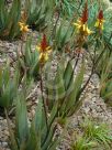 Aloe cryptopoda